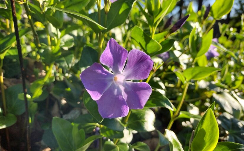 A few springtime flowers from this morning#bloomscrolling #springfieldor