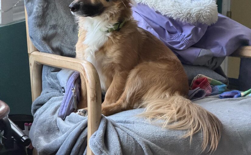 Jasper looking regal#dogfriend #accidentalrennaisance #dog