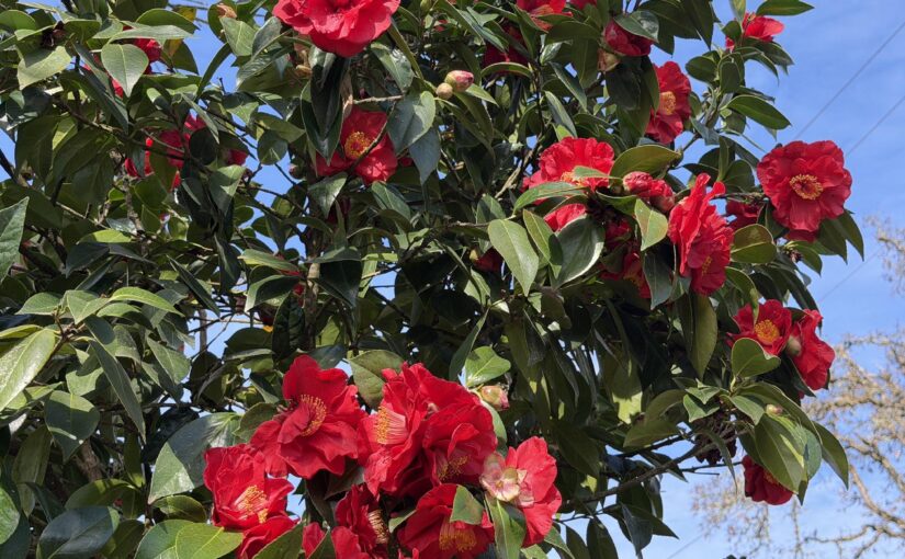 A few spring blooms on the walk
