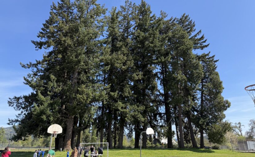 A stand of Douglas Firs…