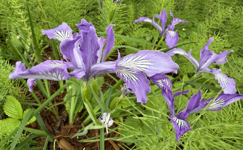 Oregon Iris on today&;s walk